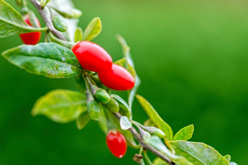 “Forever young, I want to be forever young…” Lycii Berry (Lycium barbarum)