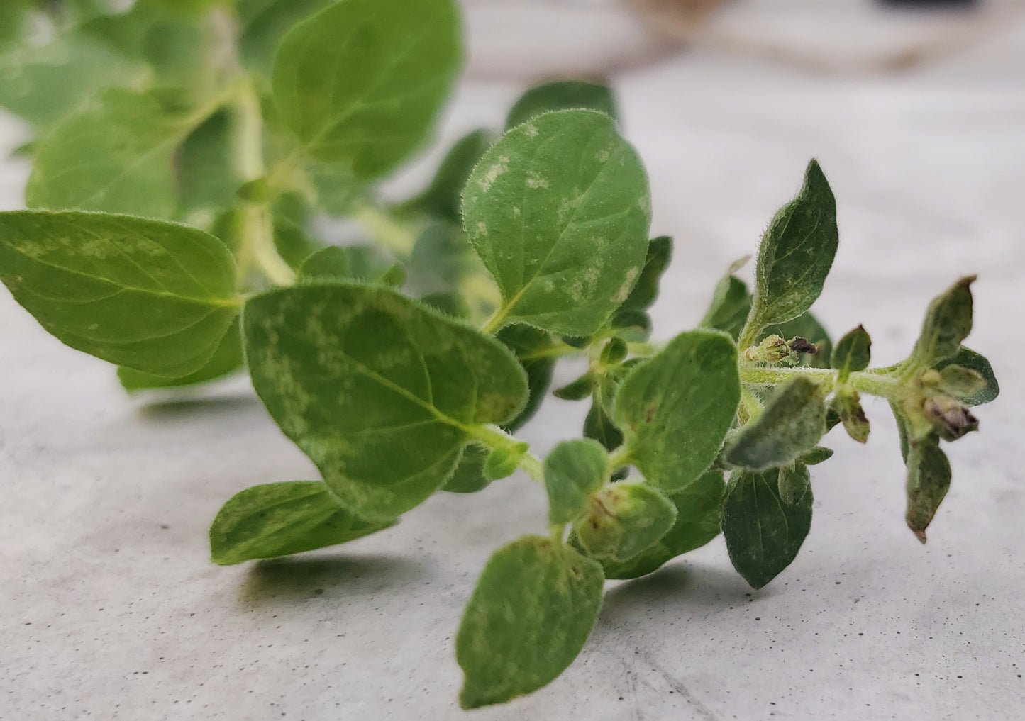 Oregano Tincture Extract