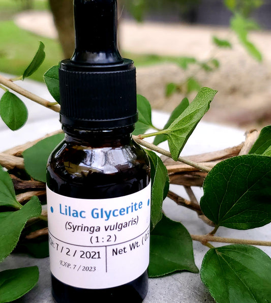 Lilac Glycerite (Syringa vulgaris)