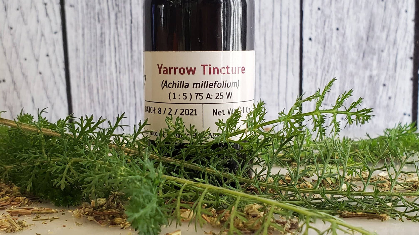 Yarrow Tincture (Achillea millefolium)