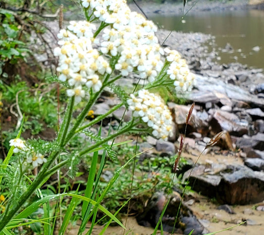 Take a Look at Yarrow (Achillea millefolium)